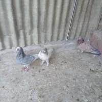 کبوتر