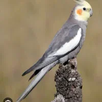 عروس هلندی گمشده