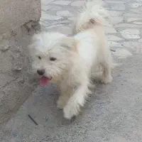 پاکوتا توله