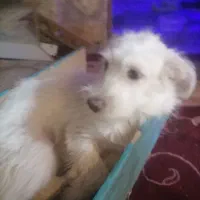سگ اثناء