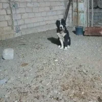 واگذاری سگ لاس قهدریجانی