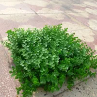دیوار سبز شمشادی گل شاخ برگ واسه تزئین