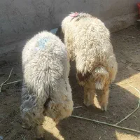 گوسفند در حمیدیه