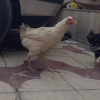 مرغ تخم گذار