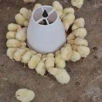 جوجه مرغ  اردک خرگوش ایخوم