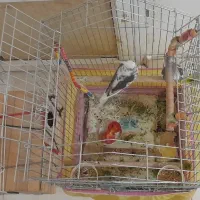یک جفت عروس هلندی ۳ تومن