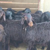 بره ماده