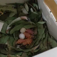 جفت گرینچیک تراکوییس سخنگو و جفت فنچ گلدین