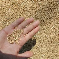 گندم دیمه قرمز تمیز