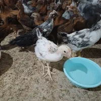 بهترین جوجه های دو ماهه