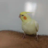 عروس هلندی سه ماهه