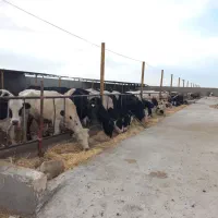 فروش گله گاوشیری