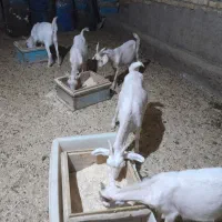 شش عدد