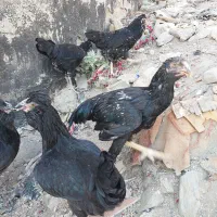 نیمچه مرغ وخروس لاری