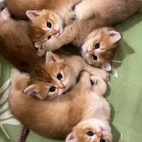 مجموعه گربه‌های اصیل (همه‌نژاد‌ها)