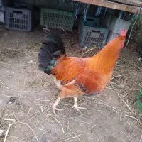 ارگانیک،خروس،مرغ،جوجه،بوقلمون