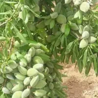نهال بادام با عملکرد‌تضمینی پرثمر