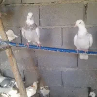 طوقی