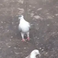 کبوتر