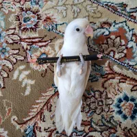 کوتوله برزیلی فیشر ، دستی ، نژاد مارال