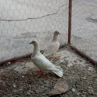 کفتر  جفت جوجه کرم زرد