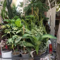 حراج گل گیاه اپارتمانی وباغچه ای