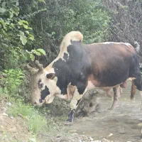 گاو نر محلی مناسب داشتی