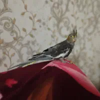 پرنده|پرنده|سهند, |دیوار