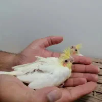 جوجه عروس لوتینو