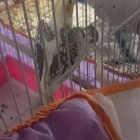پرنده عروس هلندی گمشده