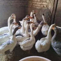 غاز 14عدد بزرگ