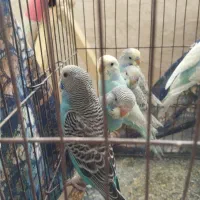 مرغ عشق|پرنده|اشتهارد, |دیوار