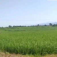 فروش-زمین-کشاورزی-با-چاه-اختصاصی-مناسب-گلخانه