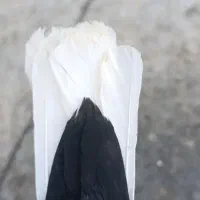سیاه دمسفید دوکاکل نر شمعک تخت