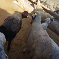 گوسفند