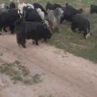 ۴۰راس بز