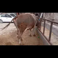 گاو و گوساله بروان سویس اصیل