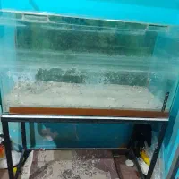 آکواریوم|ماهی|رشت, کوی امام رضا|دیوار