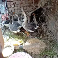 غاز