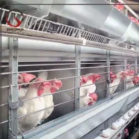 مرغ سفید تخمگذار