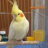 عروس هلندی نر سخنگو