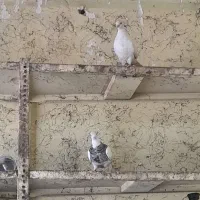 طوقی درجه ۱