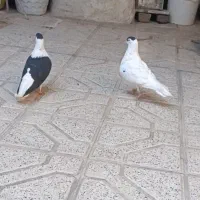 کبوتر افغانی