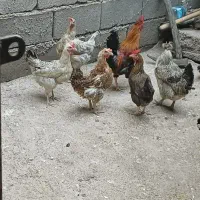 مرغ وخروس محلی