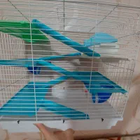 فروش همستر|موش و خرگوش|الوند, |دیوار