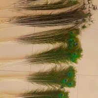 پر طاووس طبیعی