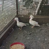 فروش یک جفت اردک