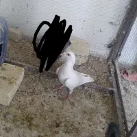 کفتر