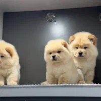 چاو چاو خرسی