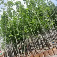 نهال چنار